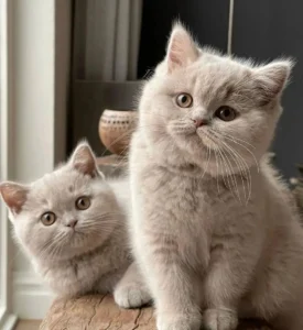 British Shorthair - Long Haired Gray and White Cat: Things You Need To Know