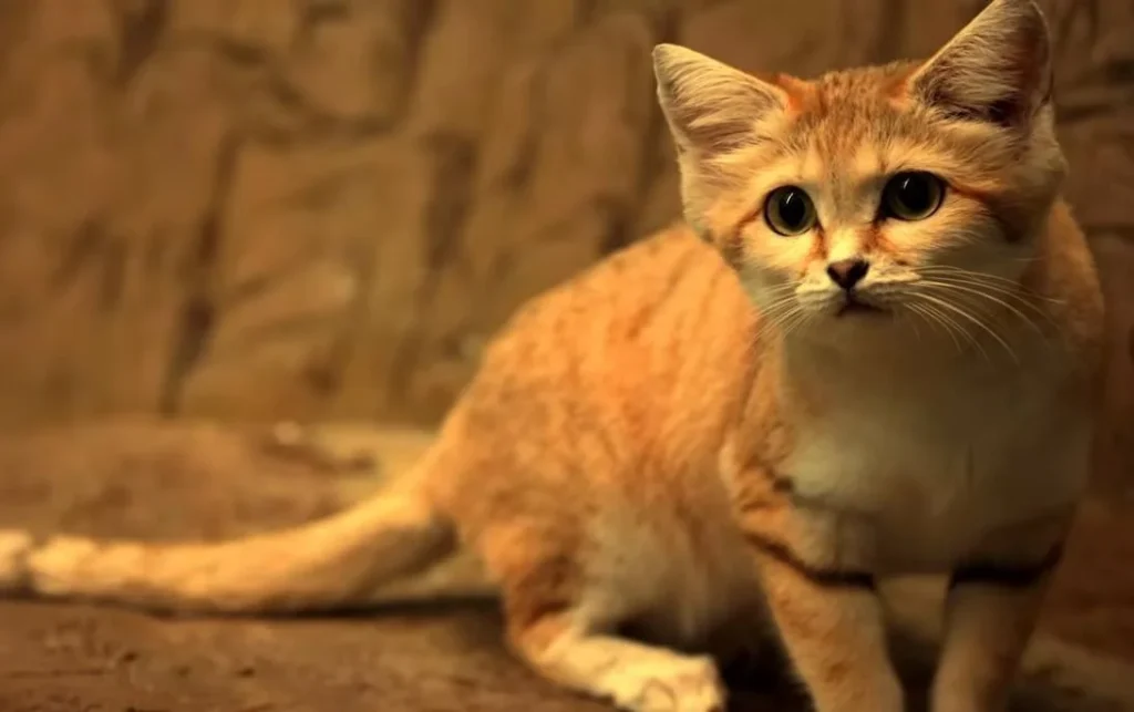 Sand Cat: The Most Powerful Cat in the Desert