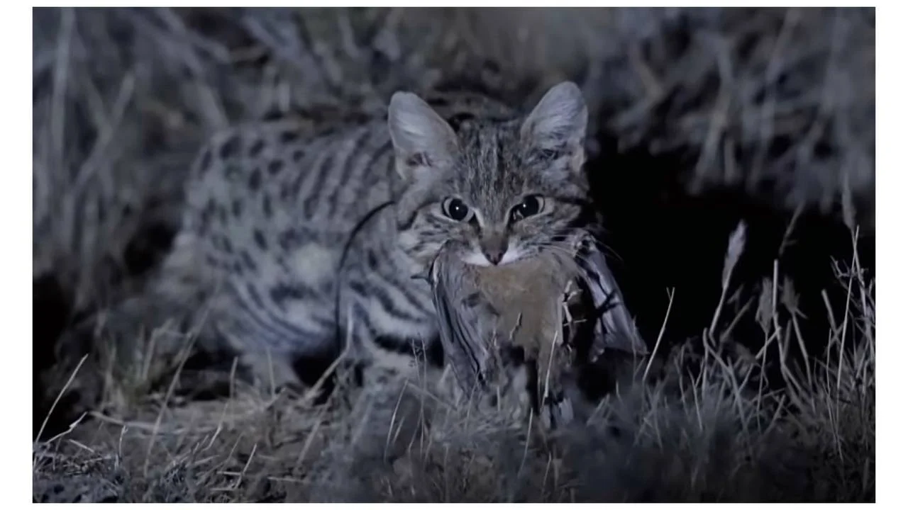 animalvine.com - Adorable Black-Footed Cat: The Deadliest Cat on the Planet