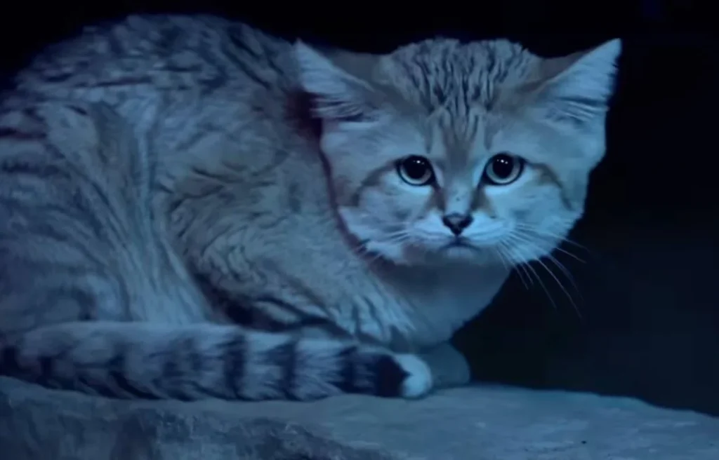 Sand Cat: The Most Powerful Cat in the Desert