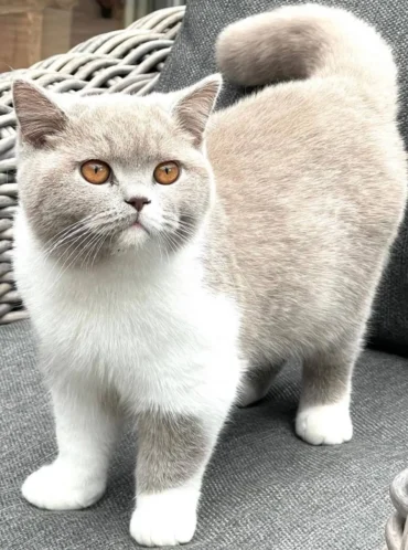 British Shorthair Cat Breeders: Everything You Need to Know!