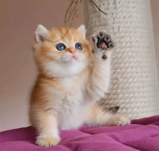 Playful British Shorthair golden kitten with bright blue eyes raising a paw.