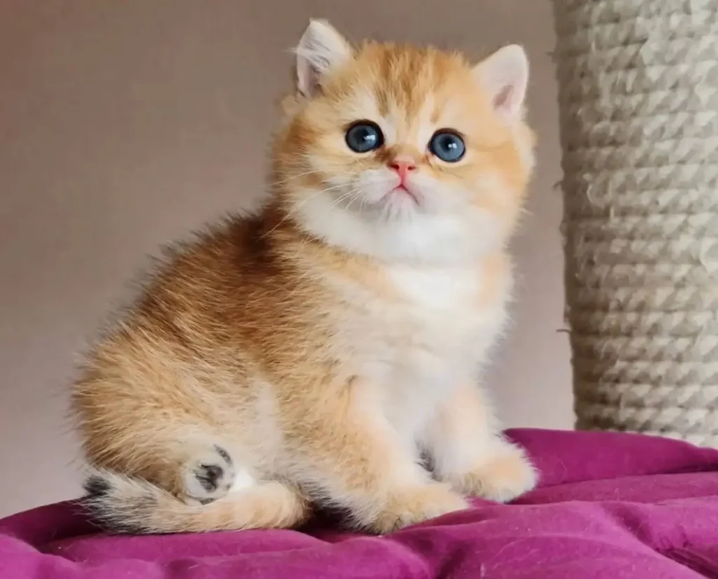 A fluffy British Shorthair golden kitten with bright blue eyes sits on a purple blanket.