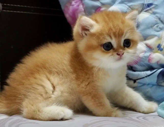 Adorable British Shorthair golden kitten with striking blue eyes sitting on a blanket.