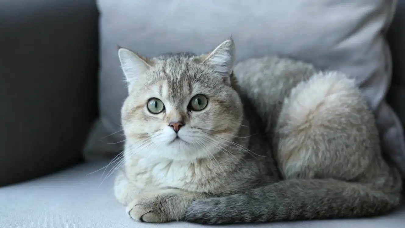 A relaxed silver tabby British Shorthair cat from a reputable breeder.