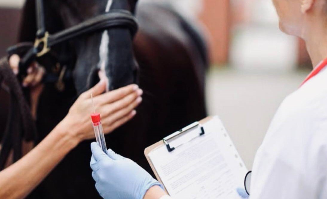 A veterinarian in blue gloves collects a blood sample from a black horse's nose.