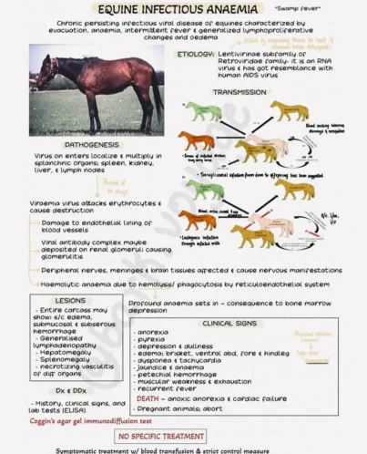 Flowchart illustrating the pathogenesis and transmission of Equine Infectious Anemia (EIA), highlighting the role of biting flies and blood contamination.