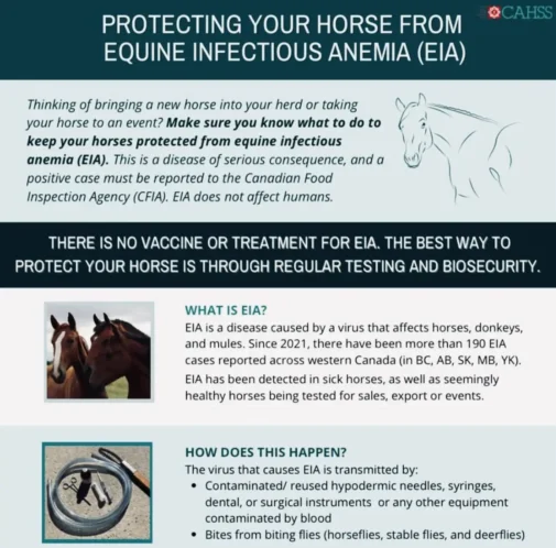 Infographic on preventing Equine Infectious Anemia (EIA) in horses, highlighting the importance of testing and biosecurity measures in Canada.