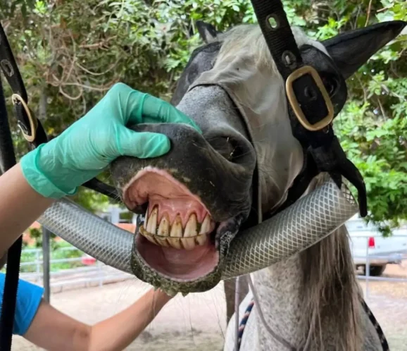 Veterinarian wearing gloves performing a dental exam on a sedated grey horse with a mouth speculum.