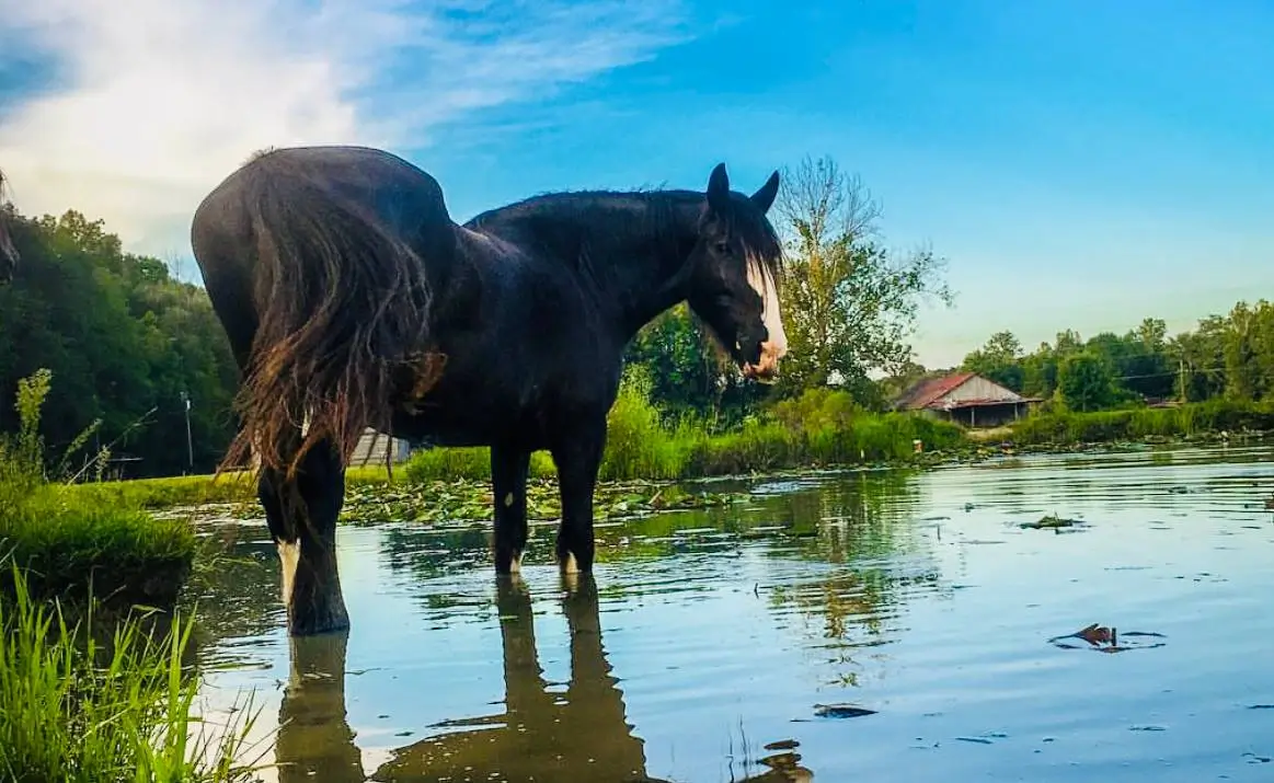 A black horse stands in a pond, drinking water on a sunny day. Proper hydration is essential for equine health.