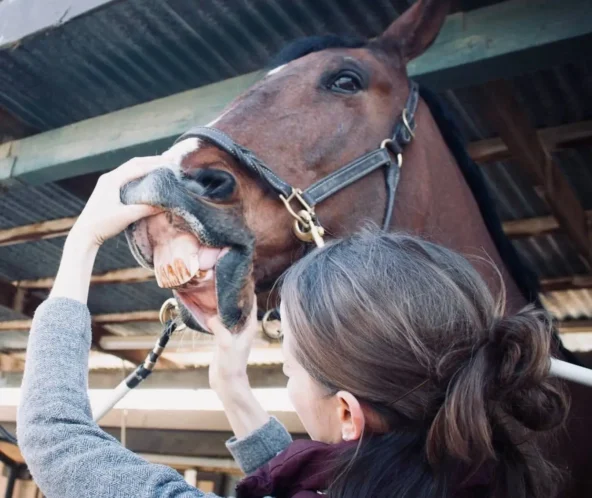 An equine dentist floats a horse's teeth using a dental float while the horse is sedated and restrained with a speculum.