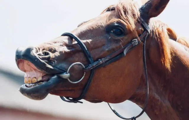 Close-up of a horse's mouth with a bit, showing uneven wear and sharp points on the teeth, indicating a need for dental floating.