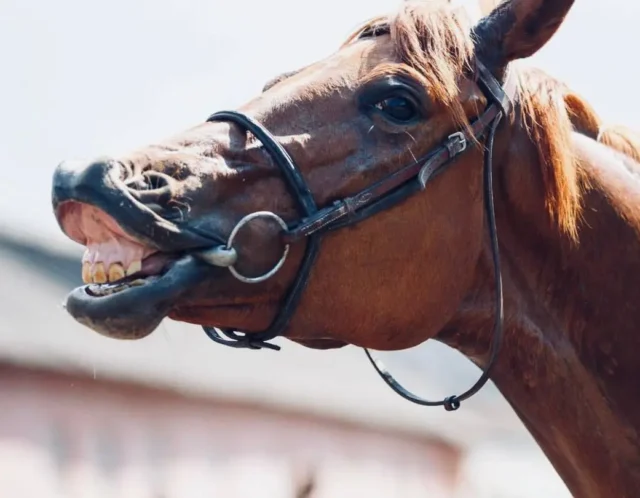 Close-up of a horse's mouth with a bit, showing uneven wear and sharp points on the teeth, indicating a need for dental floating.