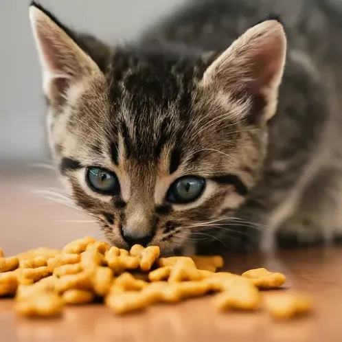 A tabby kitten eagerly eats kitten food, raising the question: When can kittens transition to adult cat food?