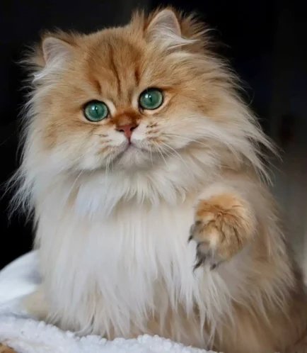 British Longhair Cat Breeder: Everything You Need to Know – Profile, Characteristics, Care & More