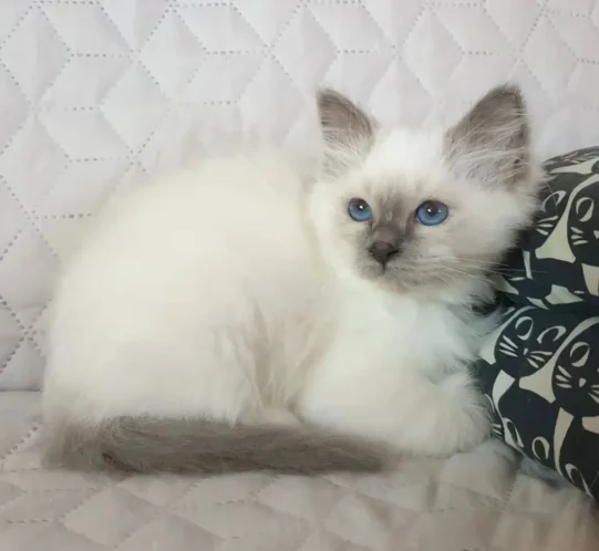 Birman Kitten Breeders: Everything You Need to Know!