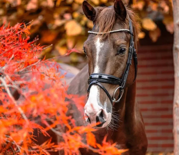 Westphalian Horse Breed: Everything You Need to Know – History, Uses, Care & More