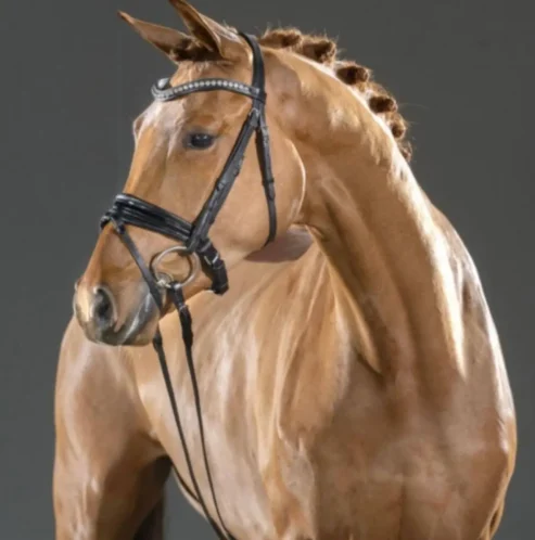 Westphalian Horse Breed: Everything You Need to Know – History, Uses, Care & More