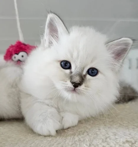 Birman Kitten Breeders: Everything You Need to Know!