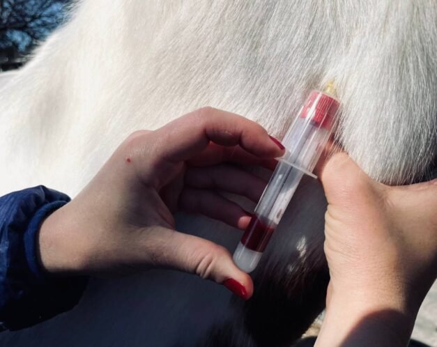 A veterinarian's hands collecting a blood sample from a white horse's jugular vein into a vacutainer tube for the Coggins test, a diagnostic tool for Equine Infectious Anemia (EIA).

What Are Horse Coggins Test? Essential Guide to Equine Infectious Anemia (EIA)