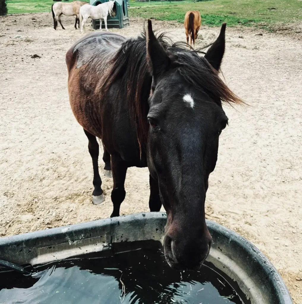 A thirsty brown horse with a white star on its forehead drinks eagerly from a water trough, emphasizing the importance of hydration for equine health.
How Long Can a Horse Go Without Water?