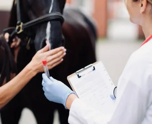 Veterinarian in blue gloves collecting a blood sample from a horse, holding a vial and clipboard with medical records.