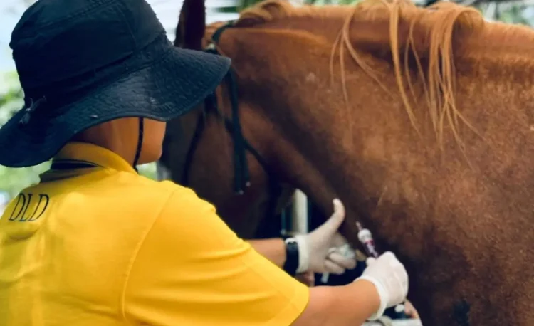 Veterinarian in yellow shirt and black hat using a needle and syringe to draw blood from the jugular vein of a brown horse.