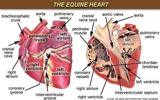 Diagram of a horse's heart, showcasing key structures relevant to understanding equine heart rate.