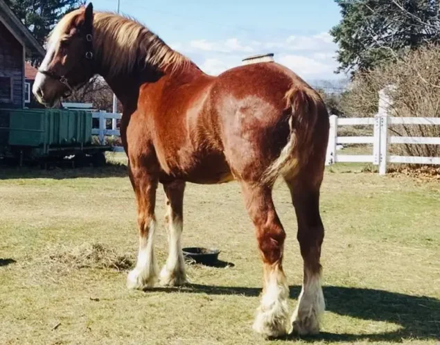 A chestnut Belgian Draft horse stands in a grassy paddock on a farm, showcasing its muscular build and feathered legs.