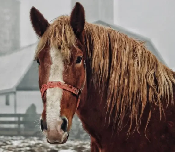 A chestnut draft horse with a white blaze stands in a snowy paddock, a barn in the background.