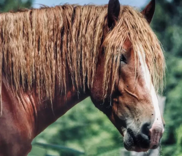 Close-up portrait of a chestnut draft horse with a thick mane and gentle expression.