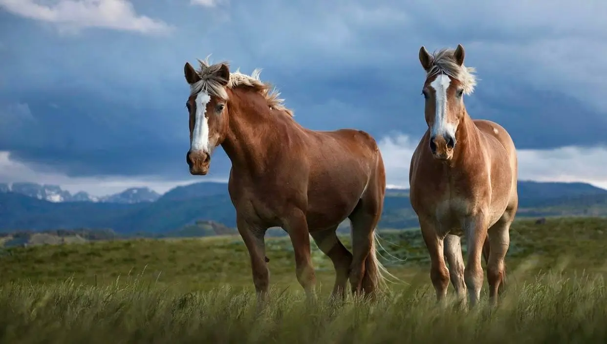 Senior horse with a grey coat grazing peacefully in a lush green pasture.