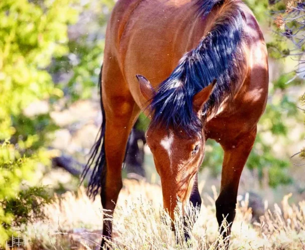 A chestnut wild horse with a dark mane grazes on grasses in a sun-dappled forest.