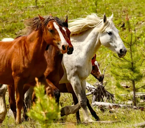 A herd of wild horses, including a chestnut mare, a grey stallion, and a bay foal, gallop across a green meadow.