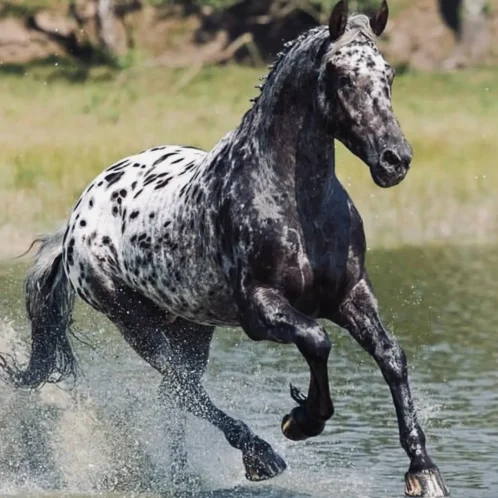 A chestnut Appaloosa horse with a blanket pattern, showing its characteristic spotted coat and mottled skin.