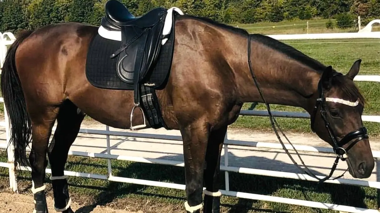 A bay horse wearing a black dressage saddle and bridle stands in an outdoor arena, showcasing the elegant and athletic appearance of this discipline.