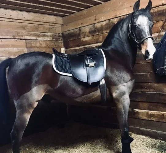 A bay Morgan horse with a black mane and tail, saddled and standing in a stable.