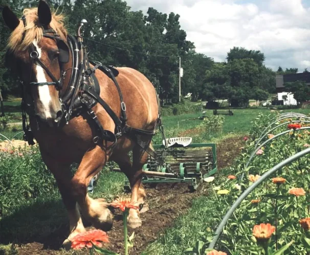 A brown draft horse wearing a harness and pulling a plow through a field of flowers.