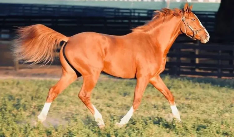 A chestnut Thoroughbred horse gracefully galloping, showcasing the breed's athleticism, powerful stride, and flowing mane.