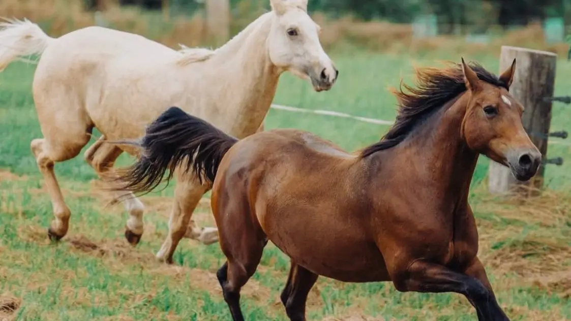 Two horses, one palomino and one bay, galloping side-by-side in a green field, demonstrating their speed and agility.