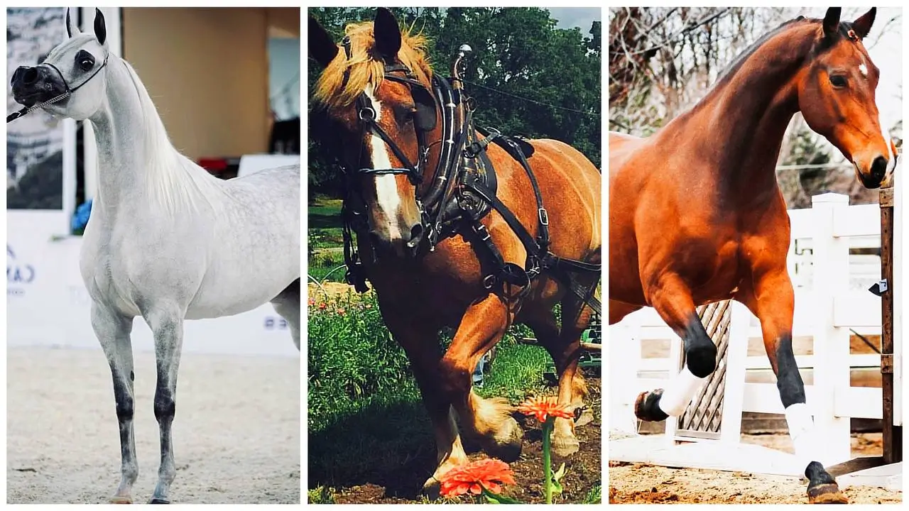 A collage of three horse breeds: a grey Arabian, a bay draft horse in harness, and a bay warmblood.