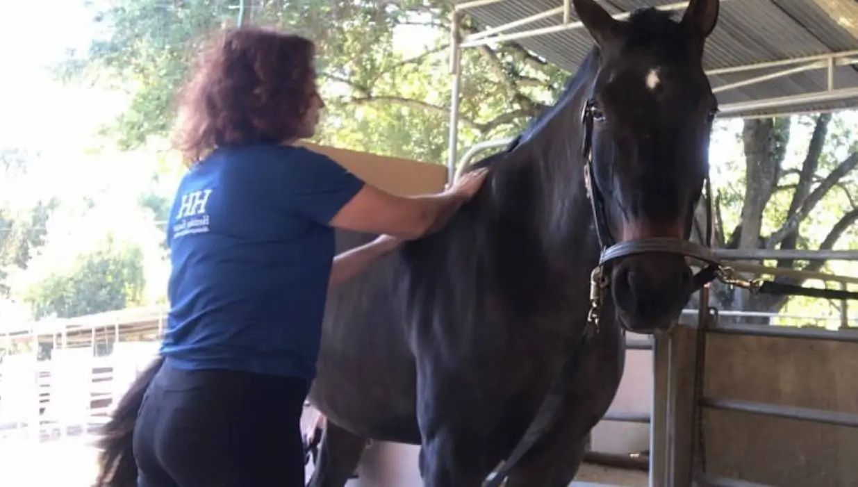 A close-up of a bay horse wearing a black leather halter, essential for safe handling and reducing the risk of colic.