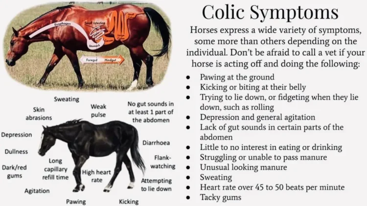 Infographic illustrating common symptoms of horse colic, including pawing, sweating, and lack of appetite.