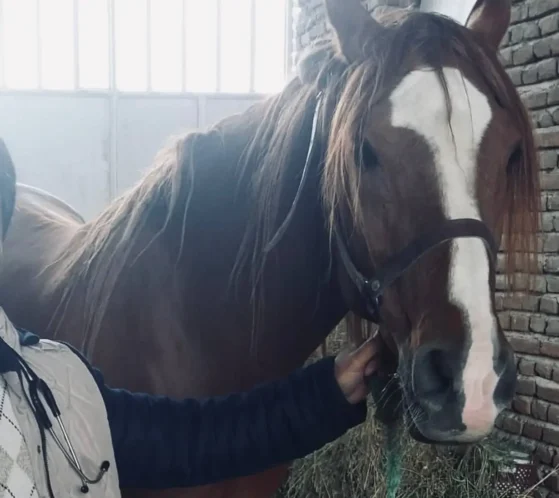 Veterinarian examining a horse for signs of colic.