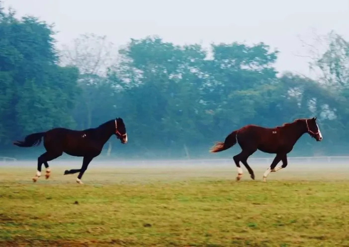 Two thoroughbred racehorses running at full speed on a grass track.