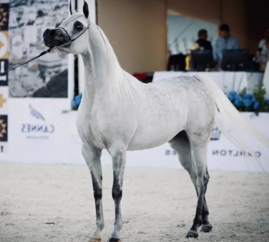 A Keheilan Arabian horse, known for its endurance and intelligence, standing in a desert landscape.