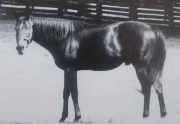 Man o' War, a legendary Thoroughbred stallion, displaying the breed's characteristic deep chest, powerful build, and intelligent expression.