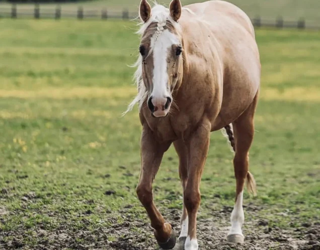 A palomino horse with a distinctive white blaze and four white socks, walking in a grassy pasture.