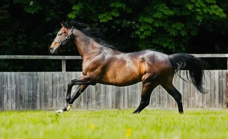  A dark bay Thoroughbred stallion running powerfully in a green paddock, showcasing its athleticism and conformation.