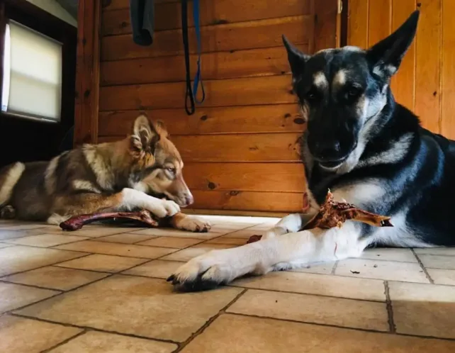 Can dogs safely eat venison bones? This image explores the topic.